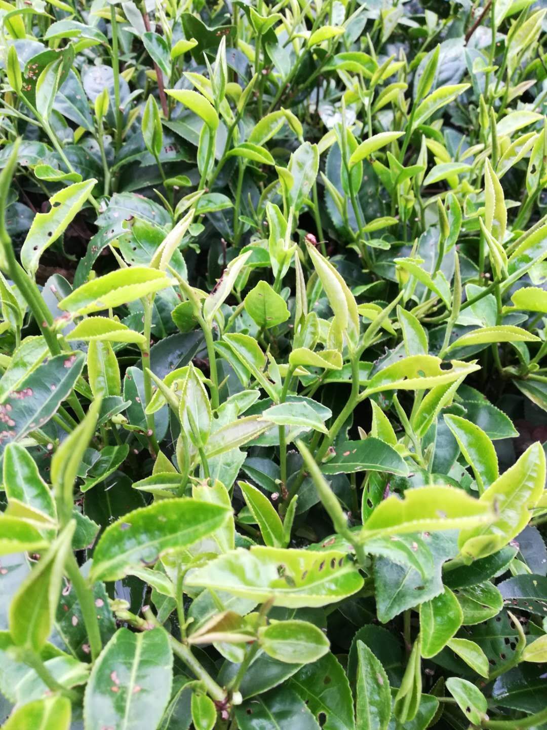 金萱绿茶 春茶，清明茶，味醇甘浓香，色香味具全，口齿喉咙留香