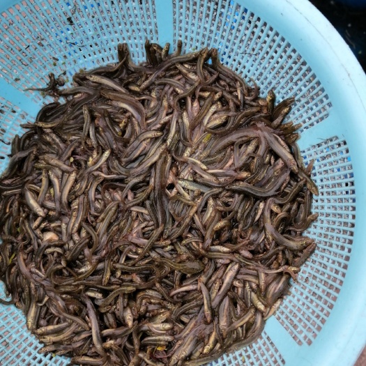  各种规格泥鳅
