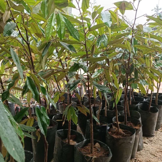 灵山县金枕榴莲苗  泰国金枕头榴莲树苗  当年结果南北方种植