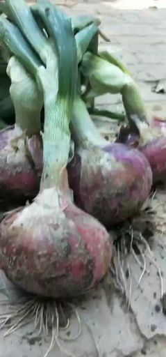宁阳县 紫色洋葱