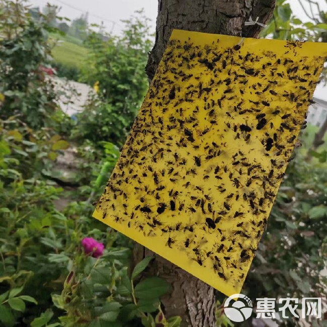 双面加厚覆膜防水强力诱虫板大棚果园茶园粘蚜虫飞虫蓟马粘虫板