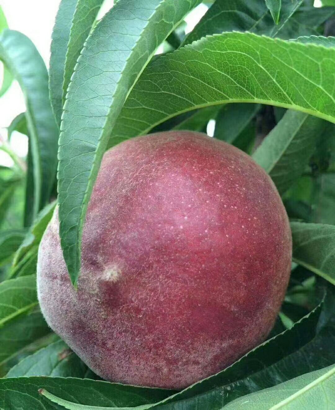 六月鲜桃 45mm以上 5两以上