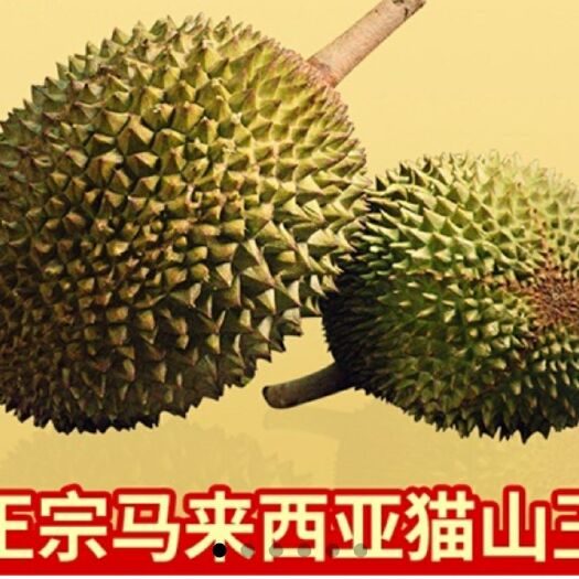 广州猫山王榴莲D197 3 - 4公斤