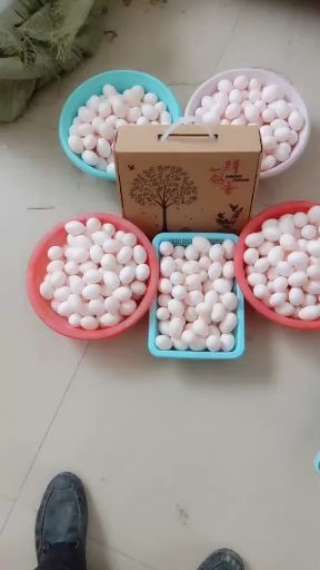 新鲜鸽子蛋
