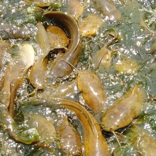 昆明塘鲺苗  江鳅，江鳅鱼苗，土江鳅提供各种规格鱼苗，量大可以免