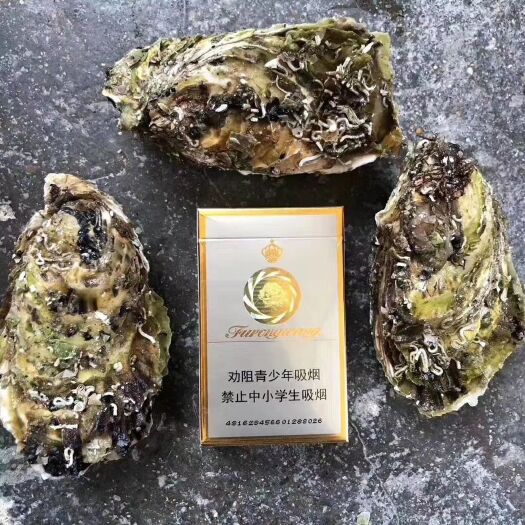 饶平县生蚝 海水 3-4两/只 鲜活水产