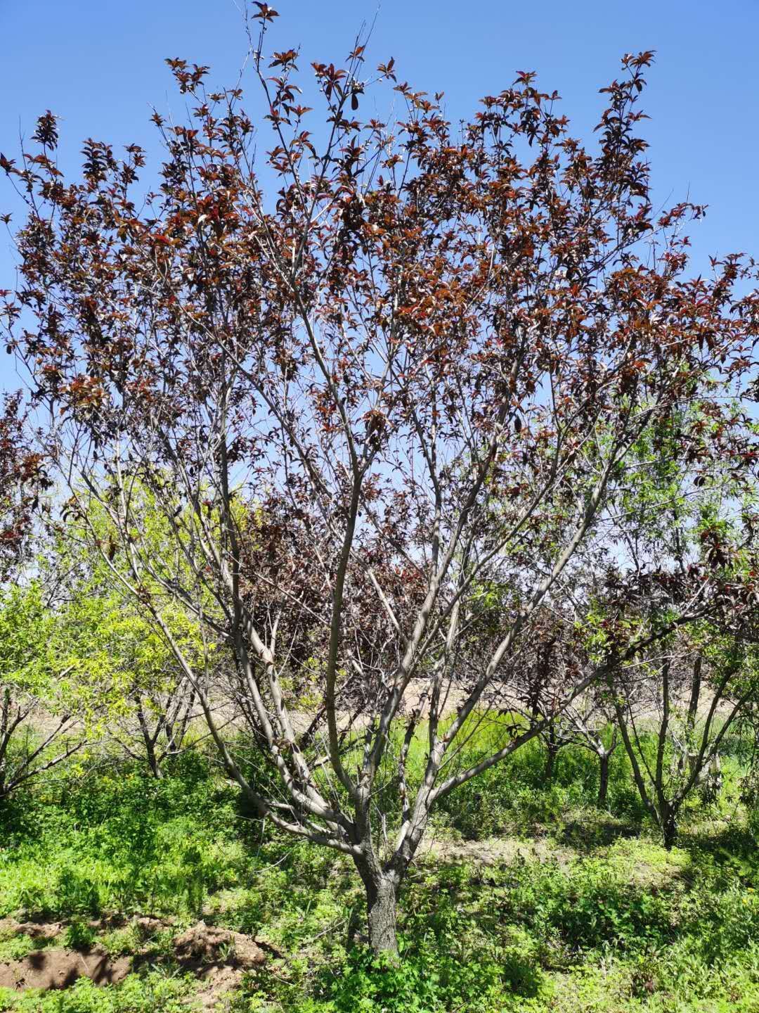  16公分红叶碧桃