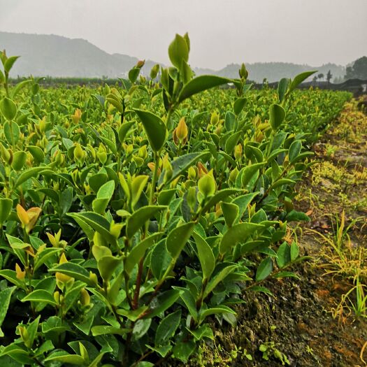 平江县油茶苗 基地培育嫁接，湘林系列，210号，目前正在热销中。