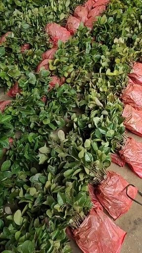 阳朔县奶白茶树苗  茶树芽苗