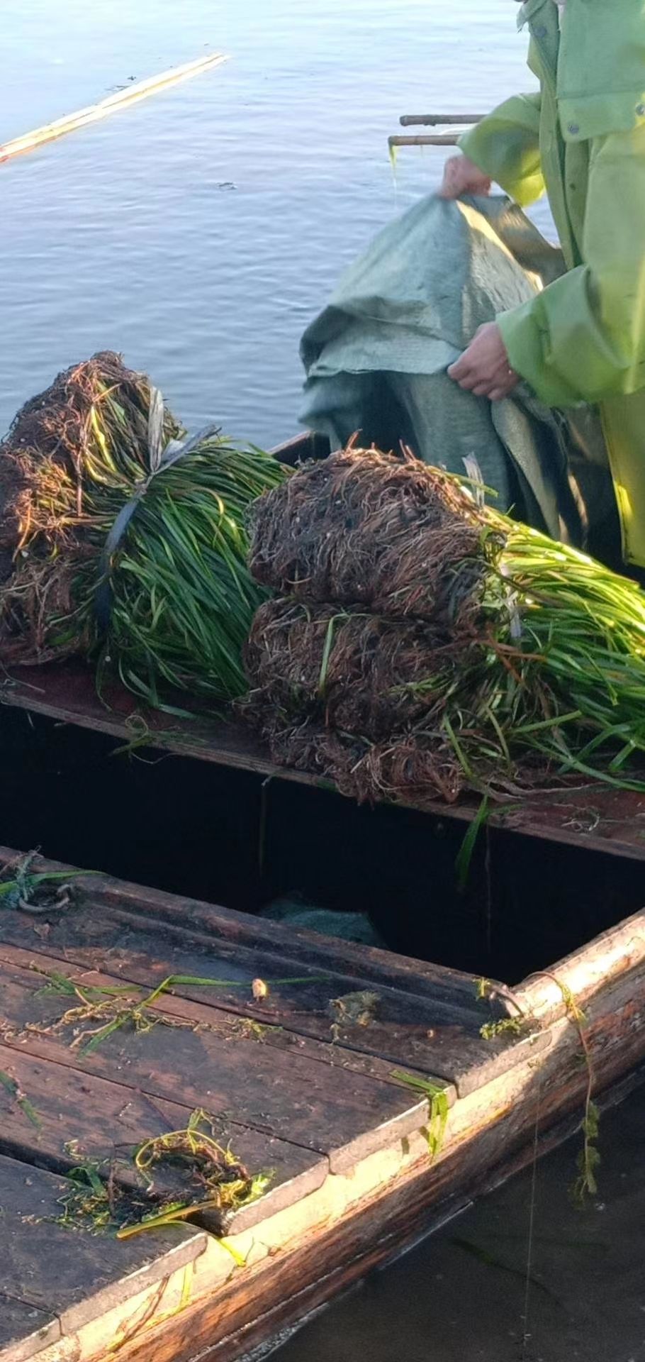  25－40公分苦草大量出售，价格不等