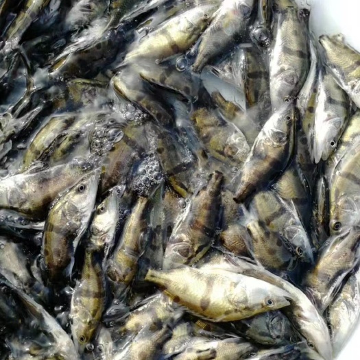 南宁 桂花鱼苗，桂鱼苗