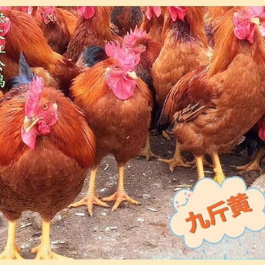 南宁 鸡苗，快大型九斤黄肉鸡苗，专注品质，诚信第一