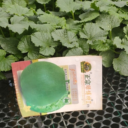新绛县 刚好可以种植的绿博特种苗，穴盘苗，共48盘，3400株。