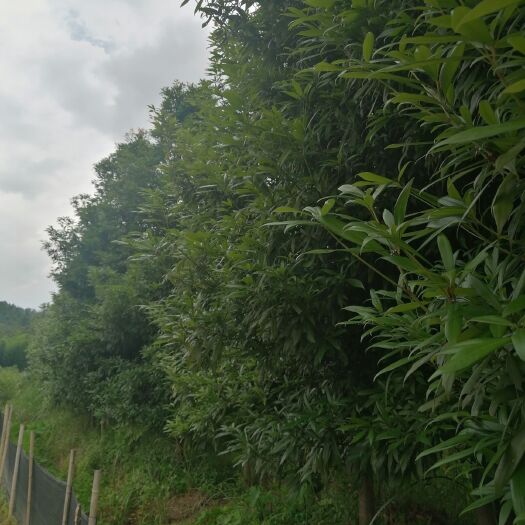 遂川县香楠苗 楠木树大苗可做园林还有楠木小苗