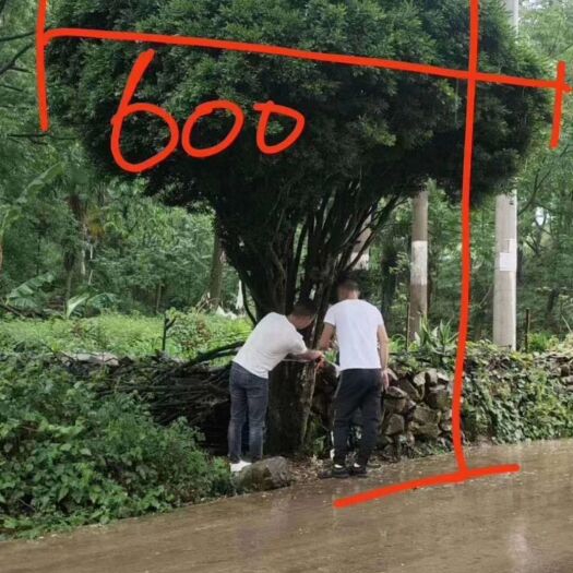 来凤县 小叶黄杨瓜子黄杨