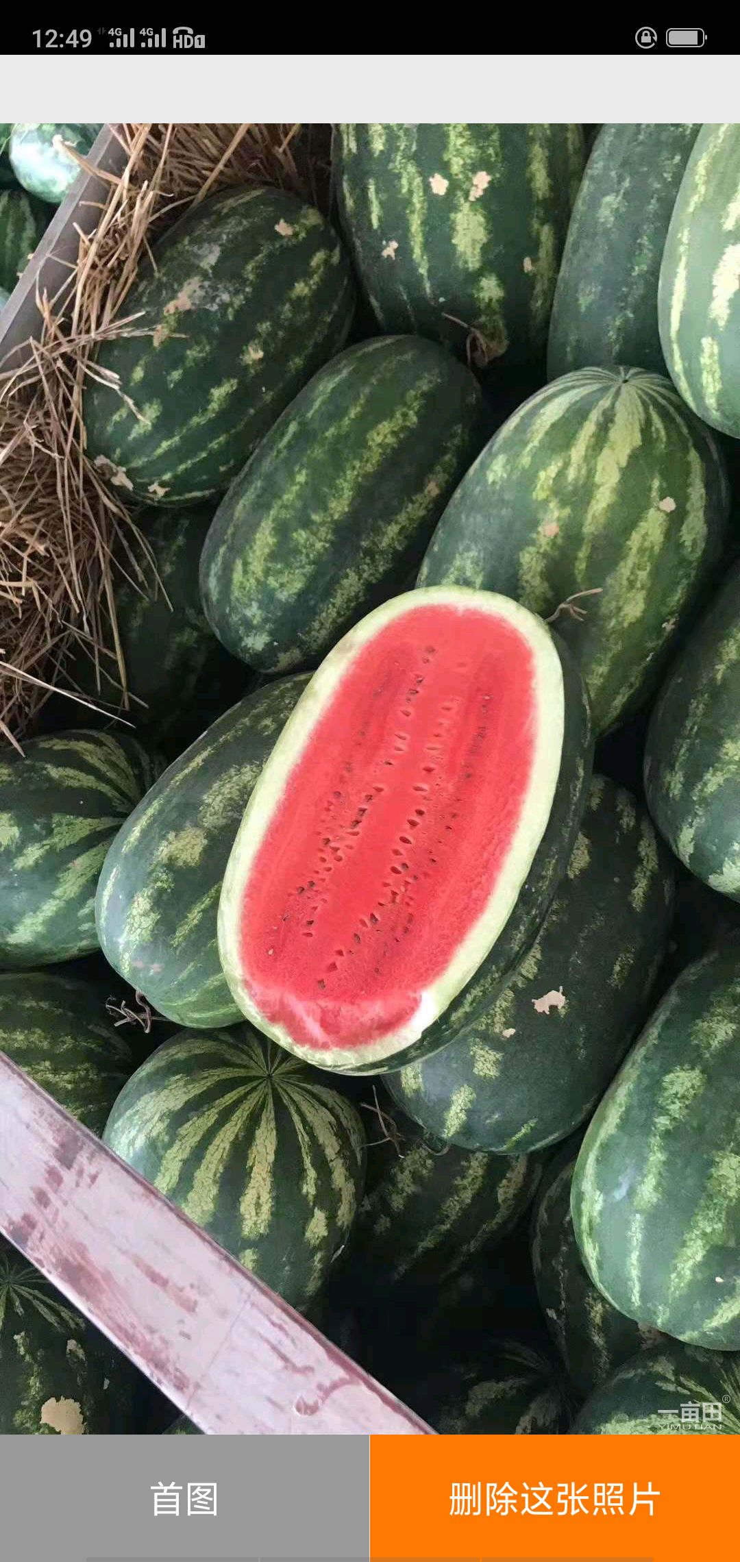 黑美人西瓜  缅甸大花瓜