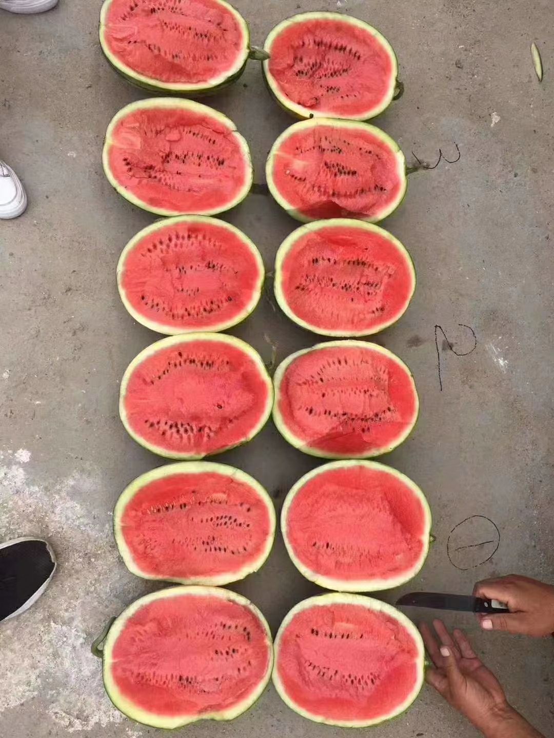 西瓜，优质吉林西瓜。批量供应，可视频看货，代发全国。