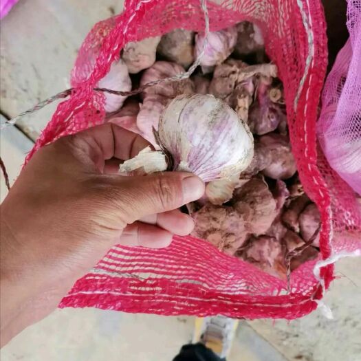 清丰县紫皮大蒜 混级统货