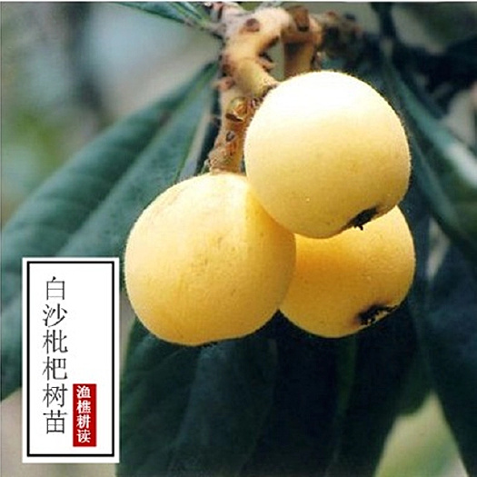 上饶 白沙枇杷苗