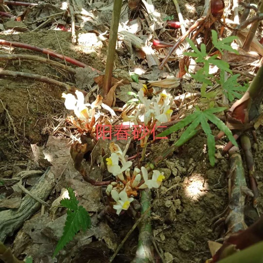 文山市白蔹 原产地一手