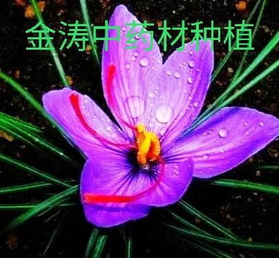 亳州藏红花种球基地一手货源~包邮