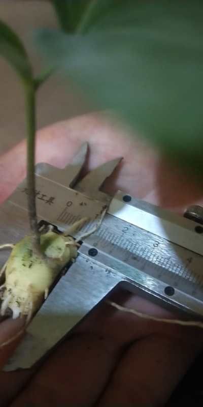 黄精种苗 黄精籽育苗