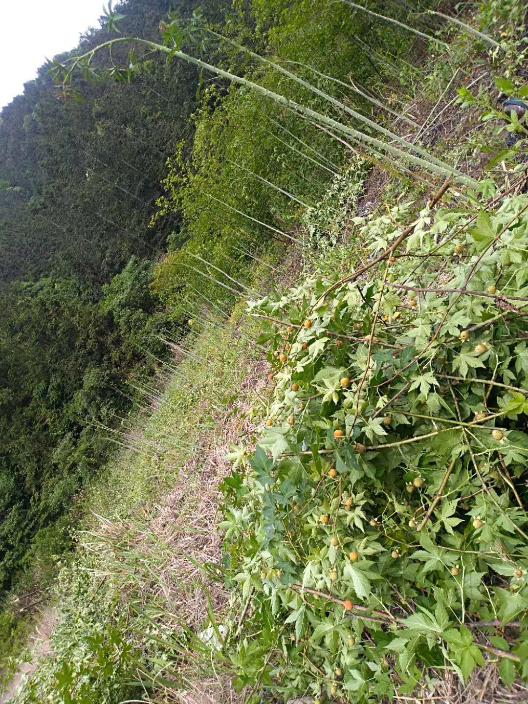  覆盆子