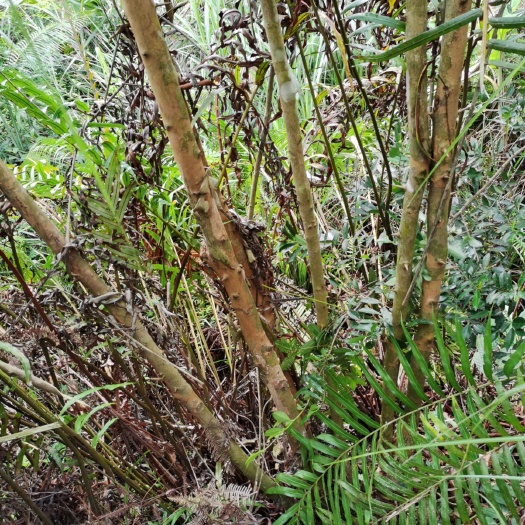 钦州大山黄牛木苗