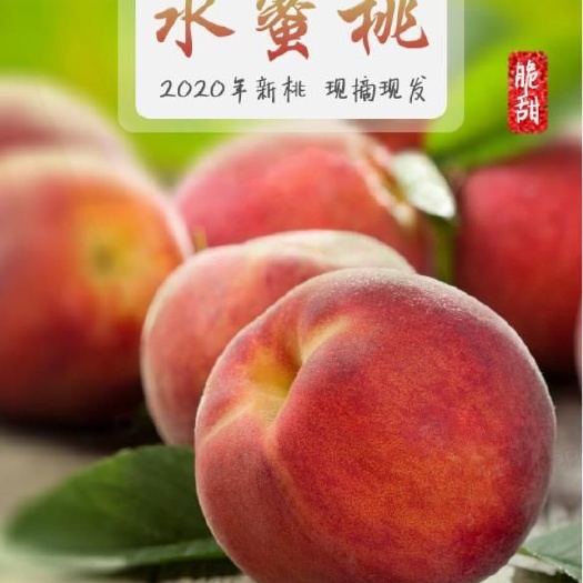 宁晋县 水蜜桃水果桃子新鲜当季脆甜蜜桃孕妇水果毛桃