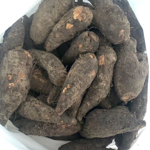 阳西县中药材山药 地老鼠