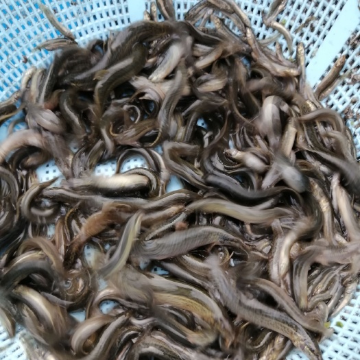  各种规格泥鳅