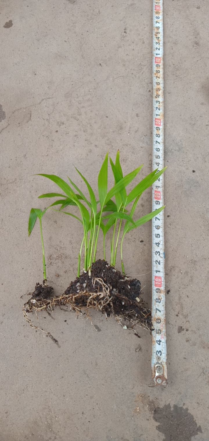 富贵椰子种苗棕榈科园林绿化树苗