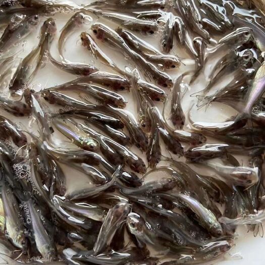 鱼苗，银鳕鱼苗，军鱼苗，叉尾，桂鱼苗，基地直供，提供养殖技术