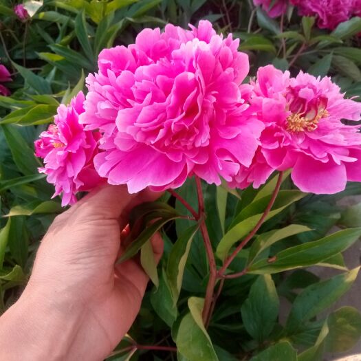 开原市 重瓣芍药花
