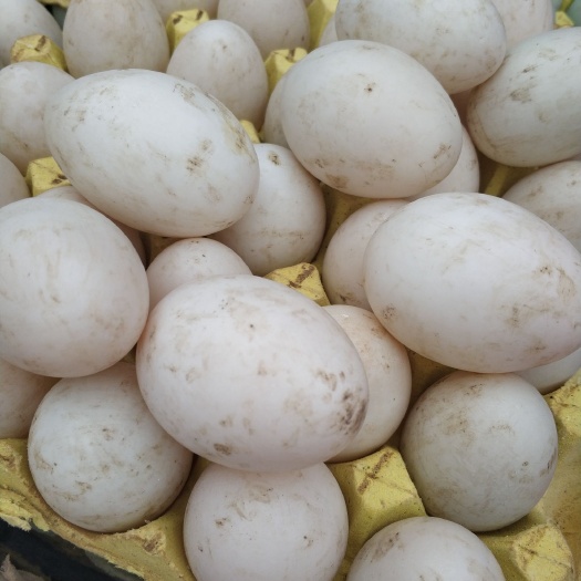 临夏县土鸭蛋 食用 散装