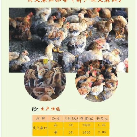 舞阳县黄脚麻鸡苗  ⑥麻红公，70天6斤，最大十二斤，全红毛，长速快