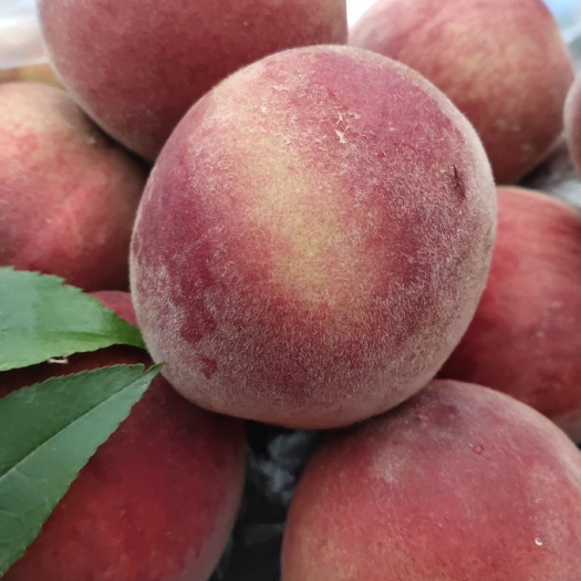 江油市红白桃 桃子有大水分足