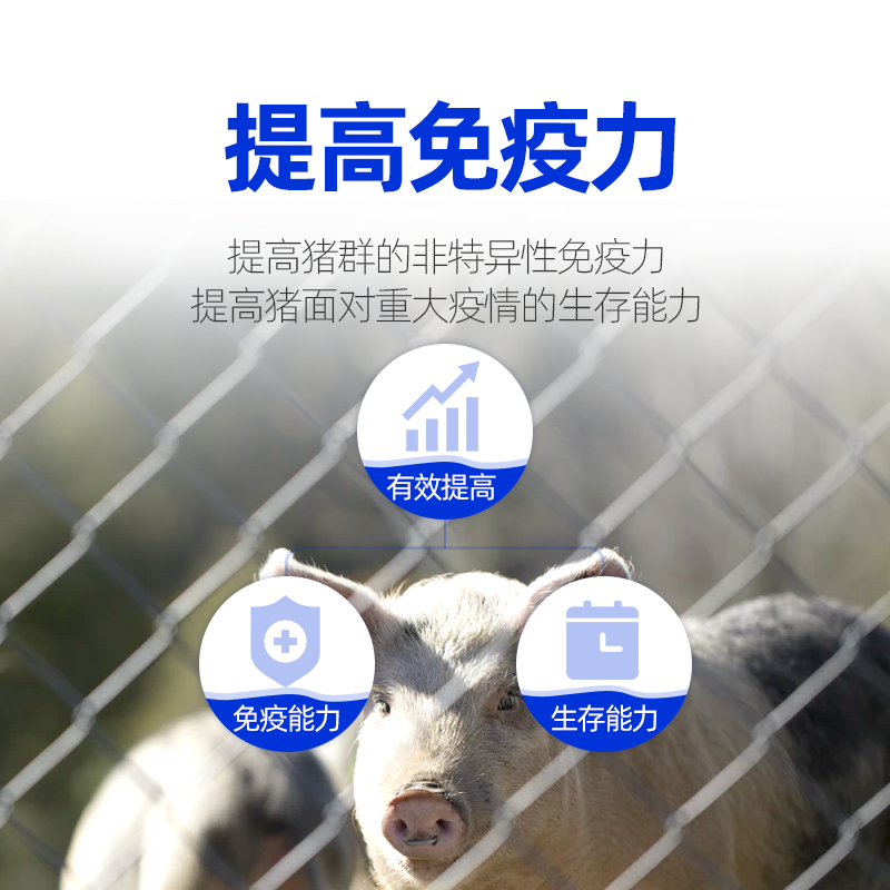 微生物饲料添加剂 非洲猪瘟克星，母猪也可以用的预防猪瘟产品