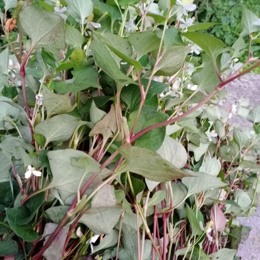 邻水县 鱼腥草