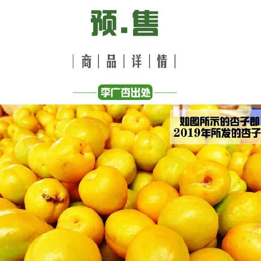 敦煌市 敦煌李广杏