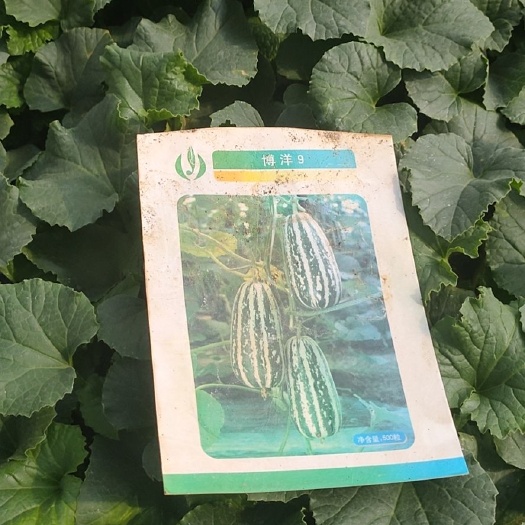 新绛县博洋9号甜瓜苗 刚好可以种植的甜瓜种苗，穴盘苗，共30盘，2100株。