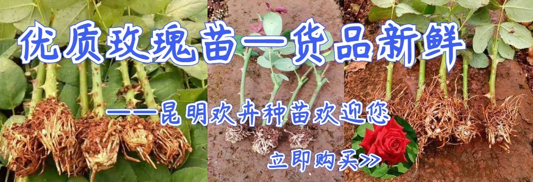 玫瑰苗  批发大花月季苗  玫瑰扦插小苗 鲜切花种苗 盆栽地栽小苗