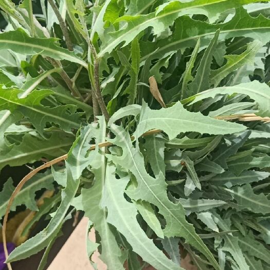 榆林苦叶菜 陕北黄土高坡野苦菜