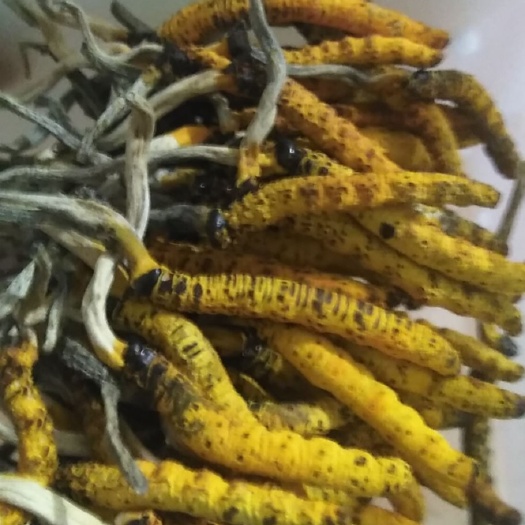 岑巩县冬虫夏草