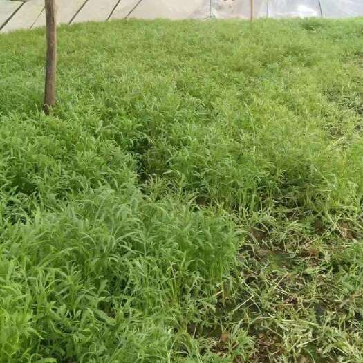 昆明云南蒌蒿 现割黎蒿，冰袋配送保证新鲜