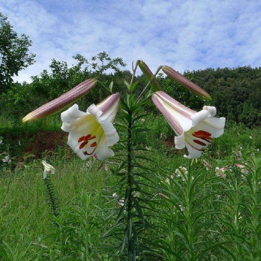 雷山县 龙牙百合球,百合花，产量大