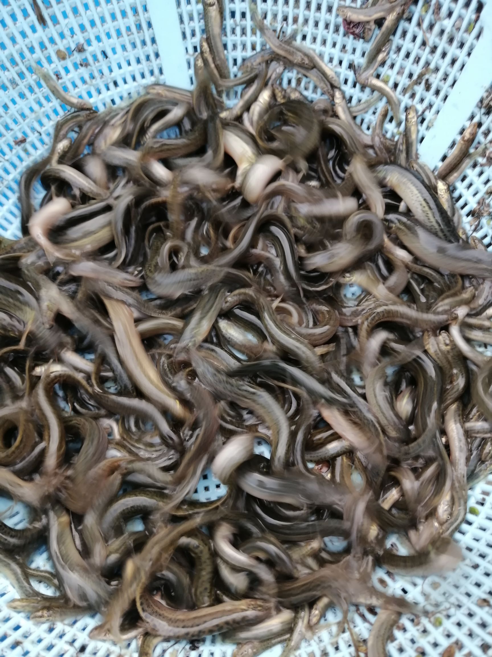  各种规格泥鳅