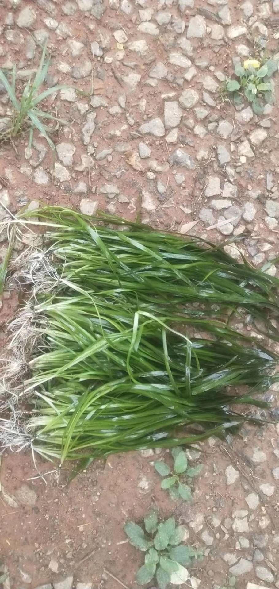  25－40公分苦草大量出售，价格不等