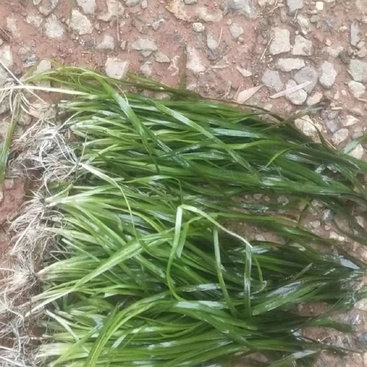 嘉鱼县 25－40公分苦草大量出售，价格不等