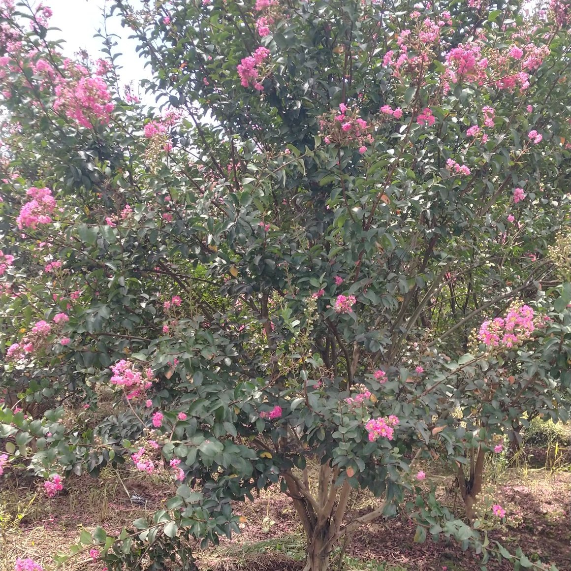 红火箭紫薇  丛生紫薇树，基地直供，2一4米冠幅，大量供应